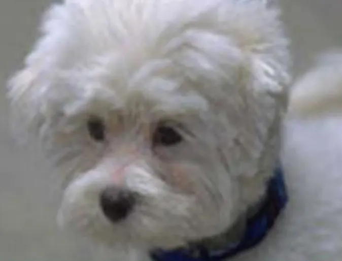 White dog with a blue collar White dog with a blue collar