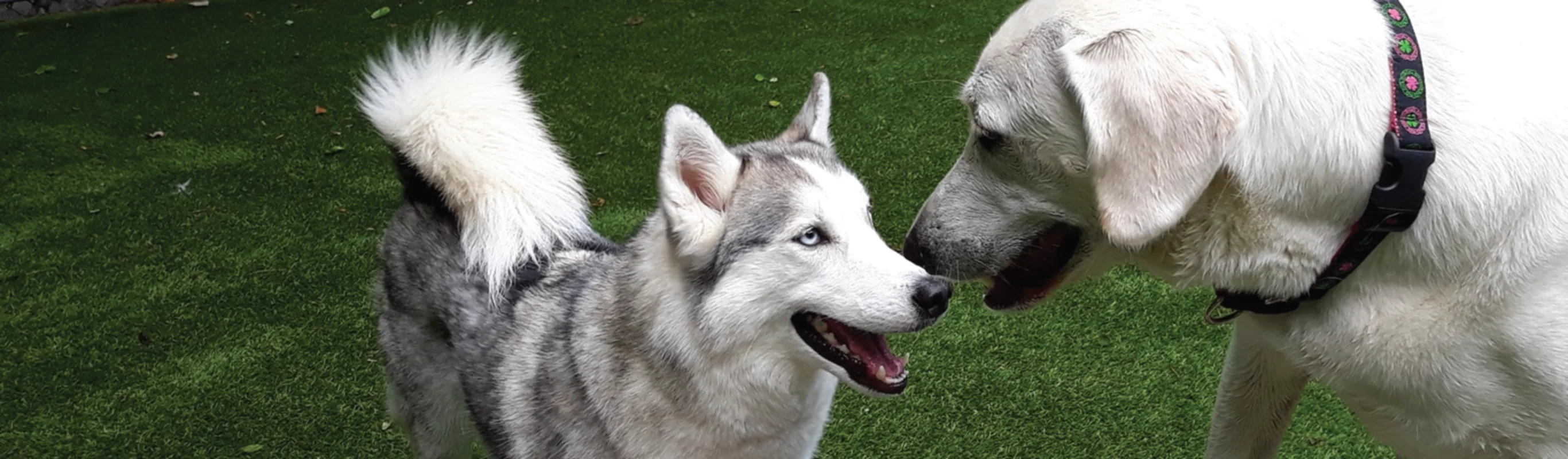 Dogs touching noses Dogs touching noses