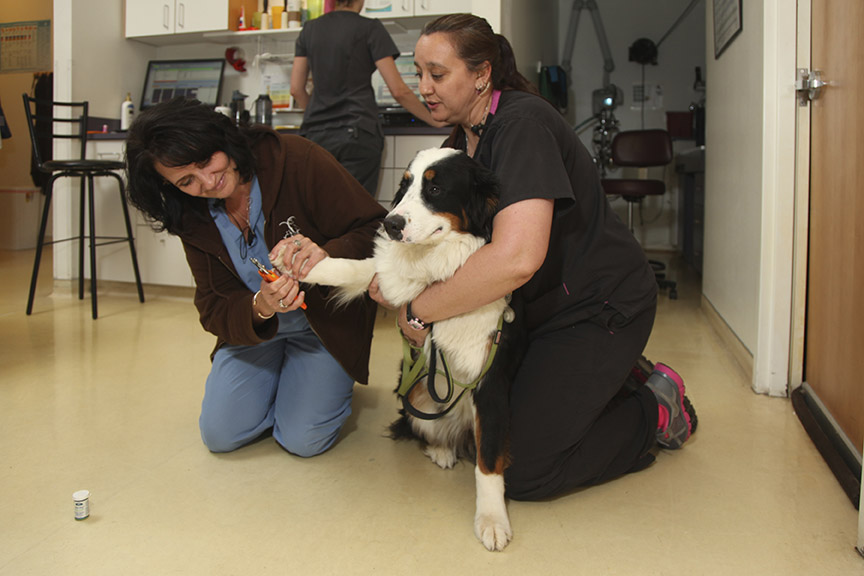 Tender Touch Animal Hospital Nail Trim