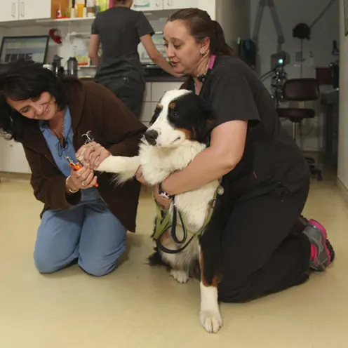 Tender Touch Animal Hospital Nail Trim