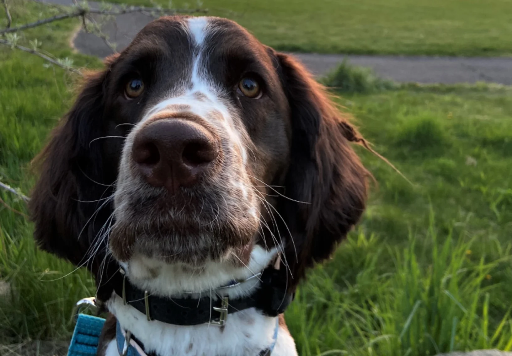 Dog at Sunset with SouthCare Animal Medical Center