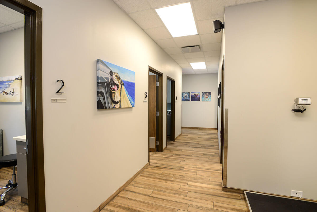 Canine Exam Hallway