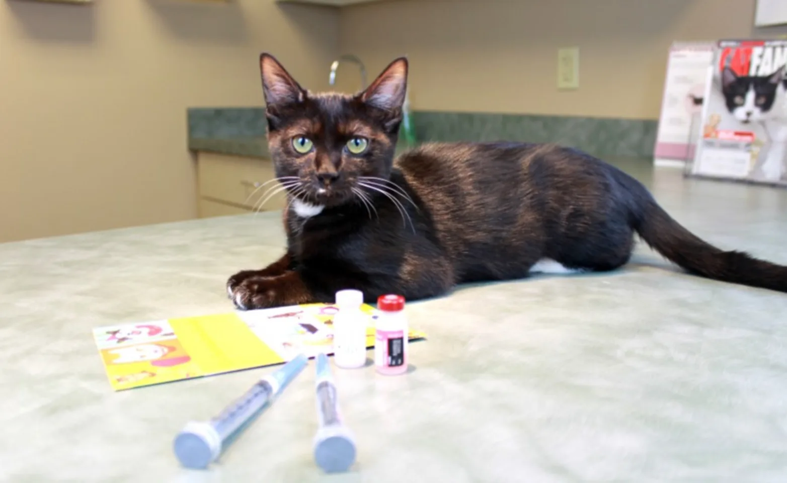 Cat laying on a counter with vaccine needles Cat laying on a counter with vaccine needles