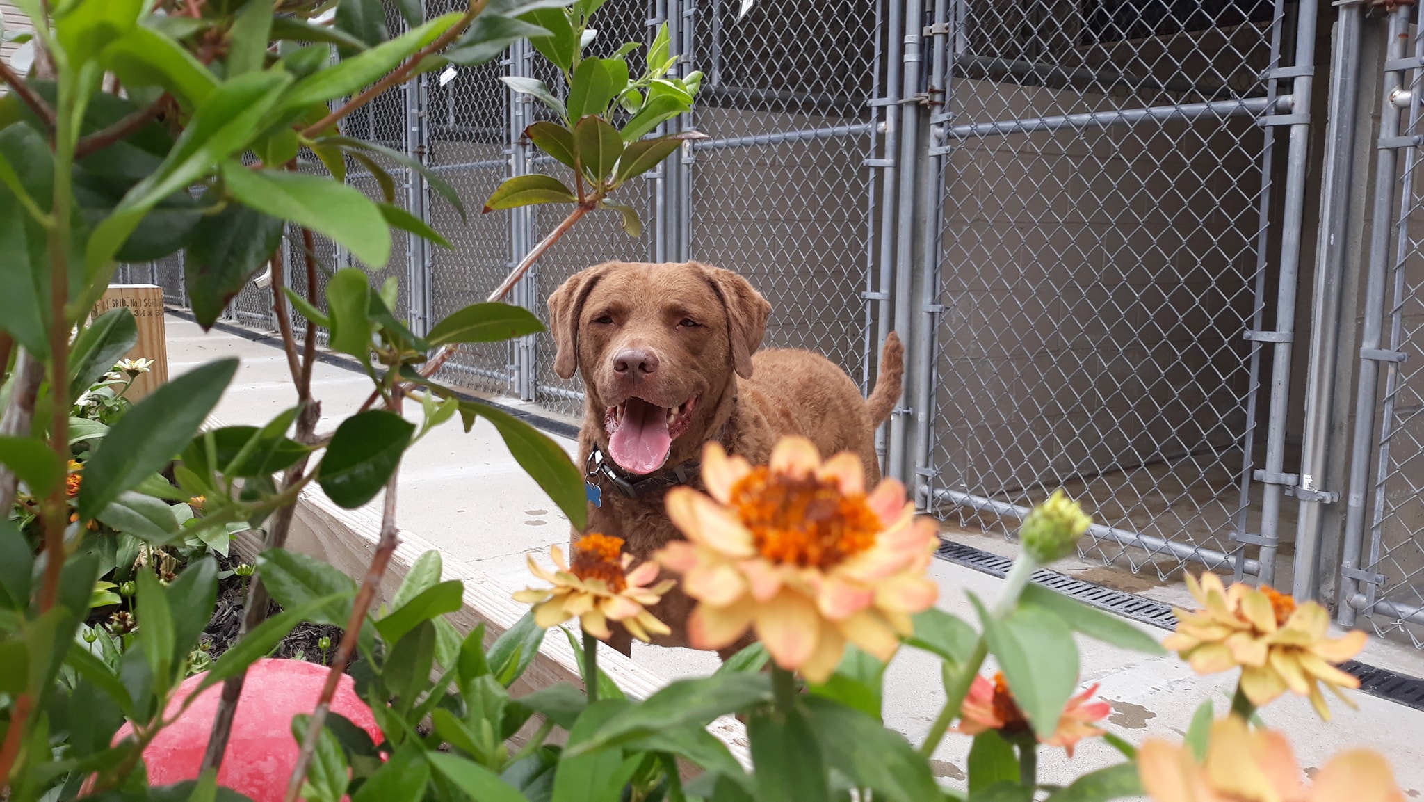 Dog Flowers outside kennels