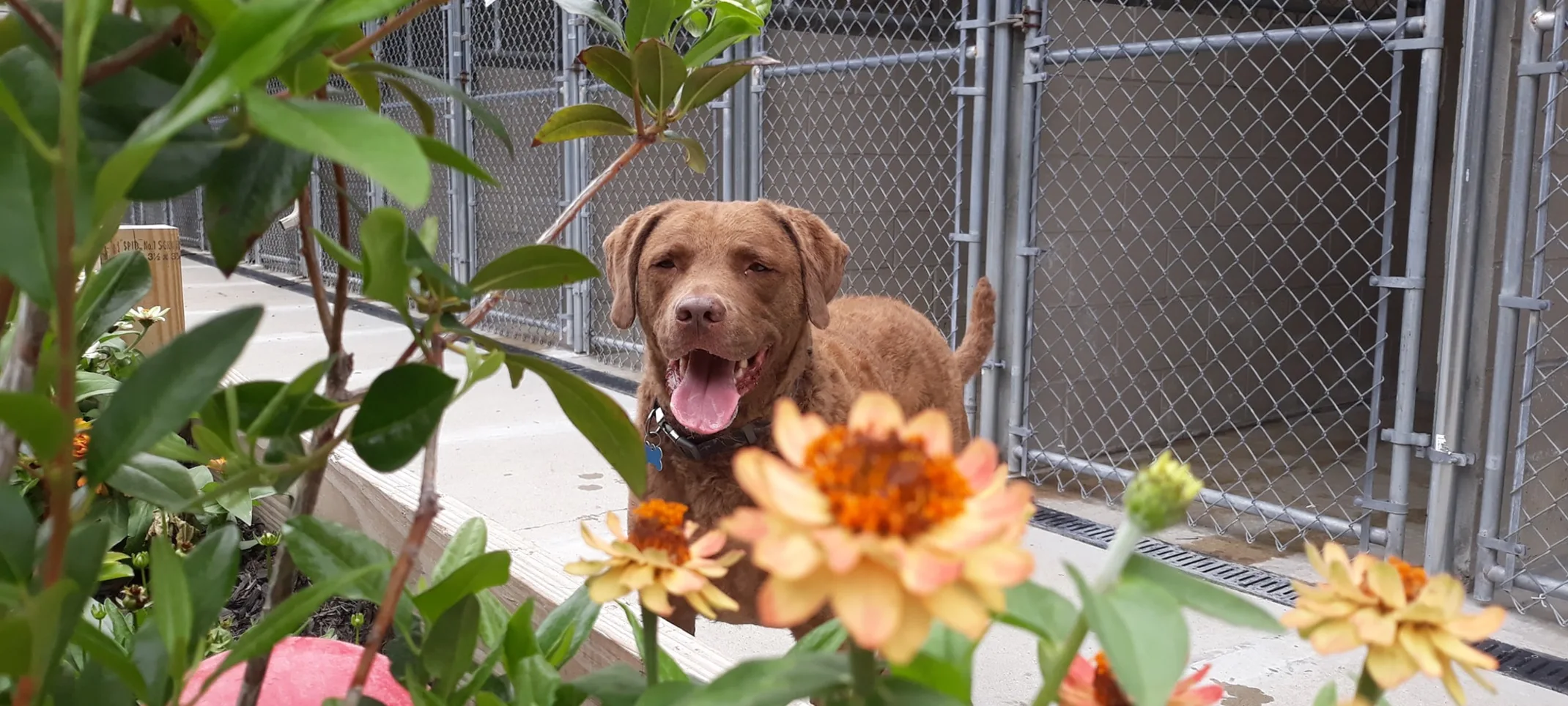 Dog Flowers outside kennels