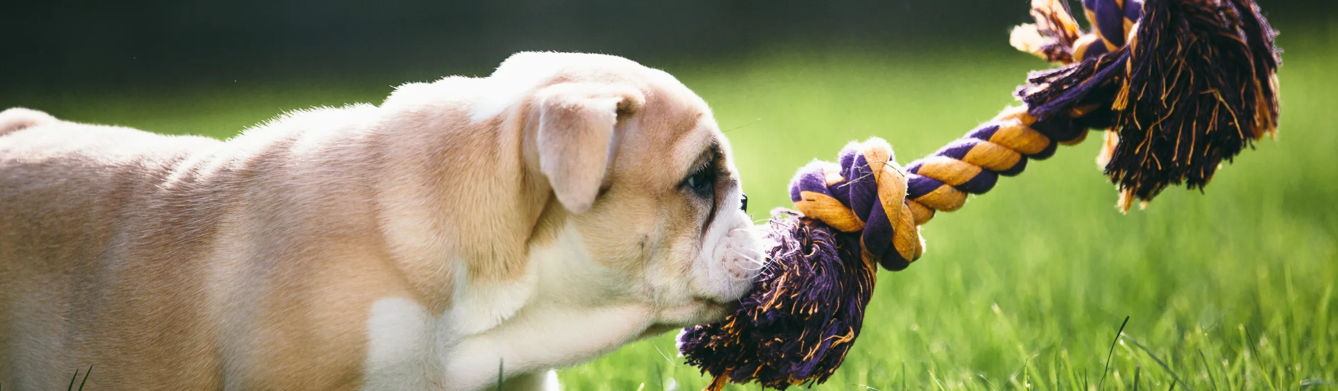 A dog on the grass biting a rope toy