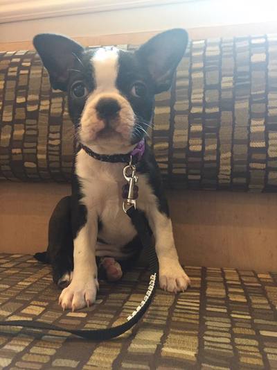 puppy sitting on bench