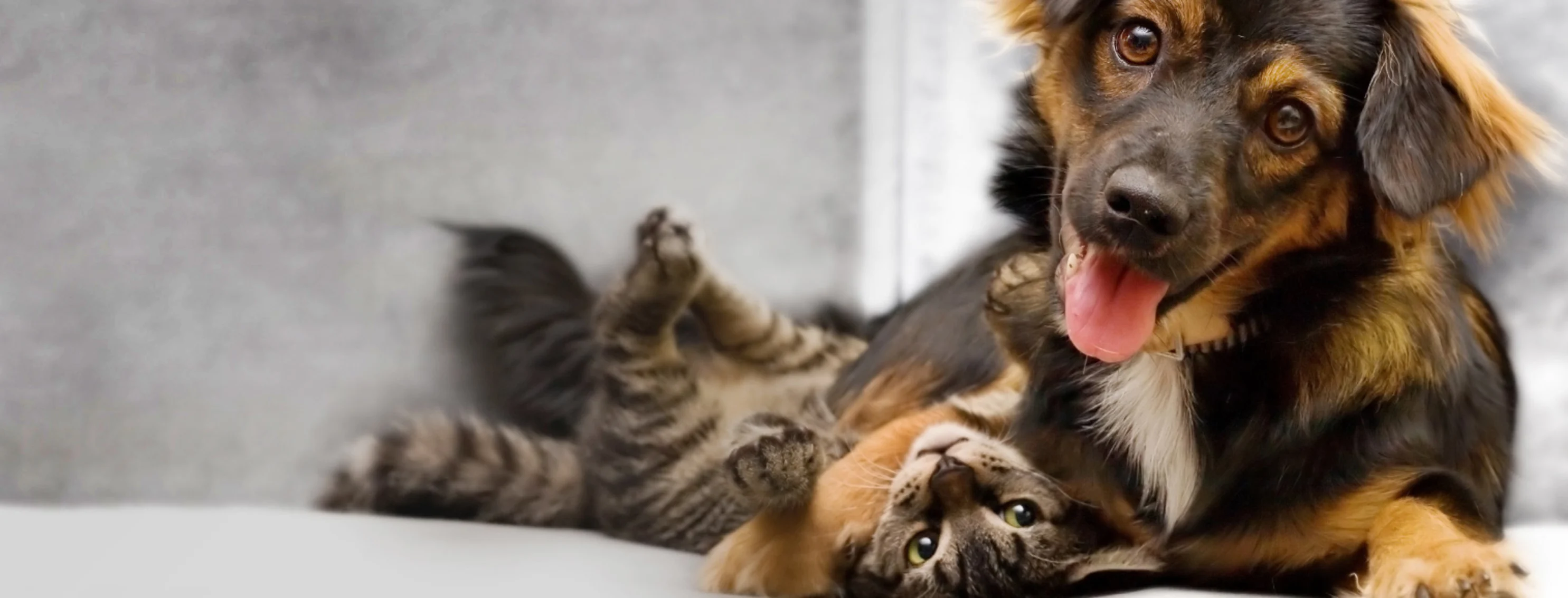 Puppy and kitten cuddling together on couch