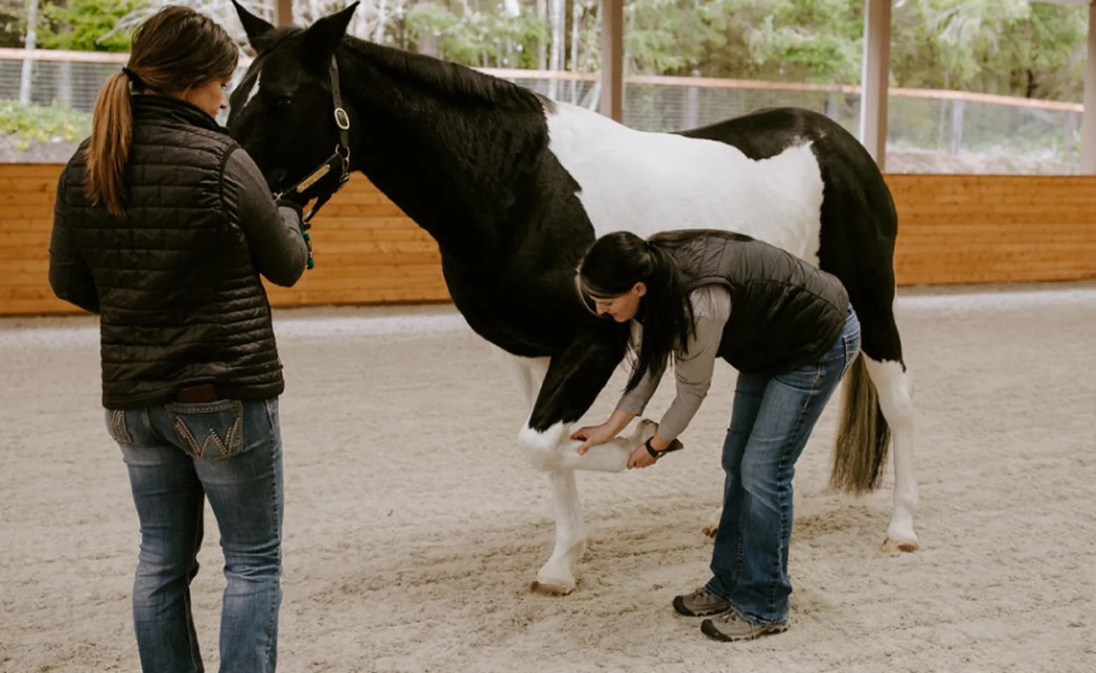 Brown and white horse being examined for lameness treatment Brown and white horse being examined for lameness treatment