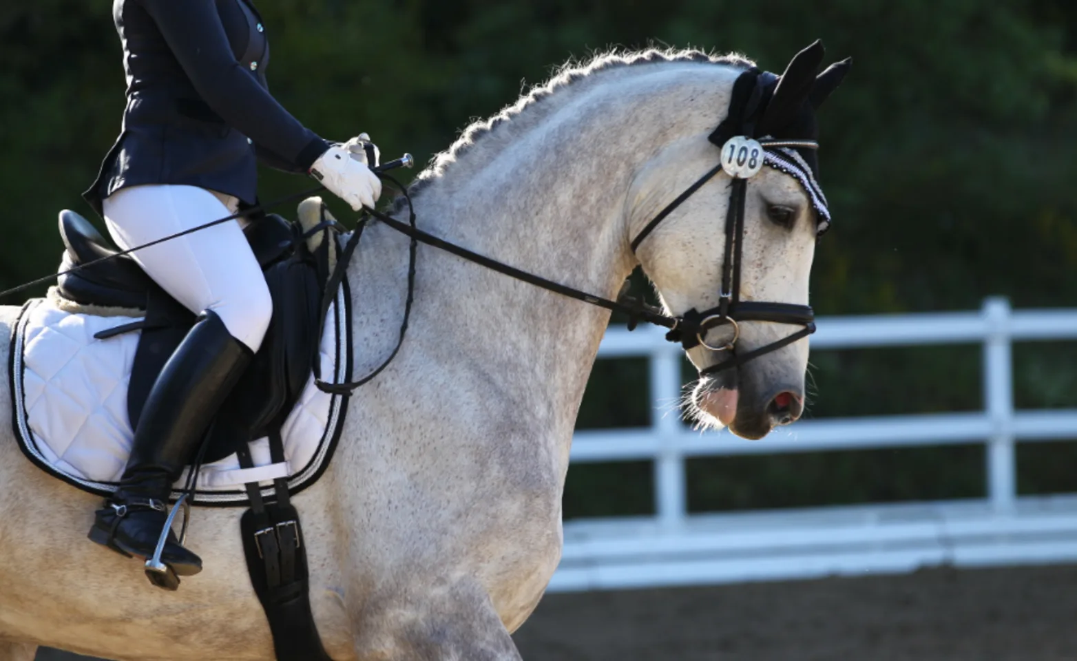 Gray speckled horse with rider Gray speckled horse with rider