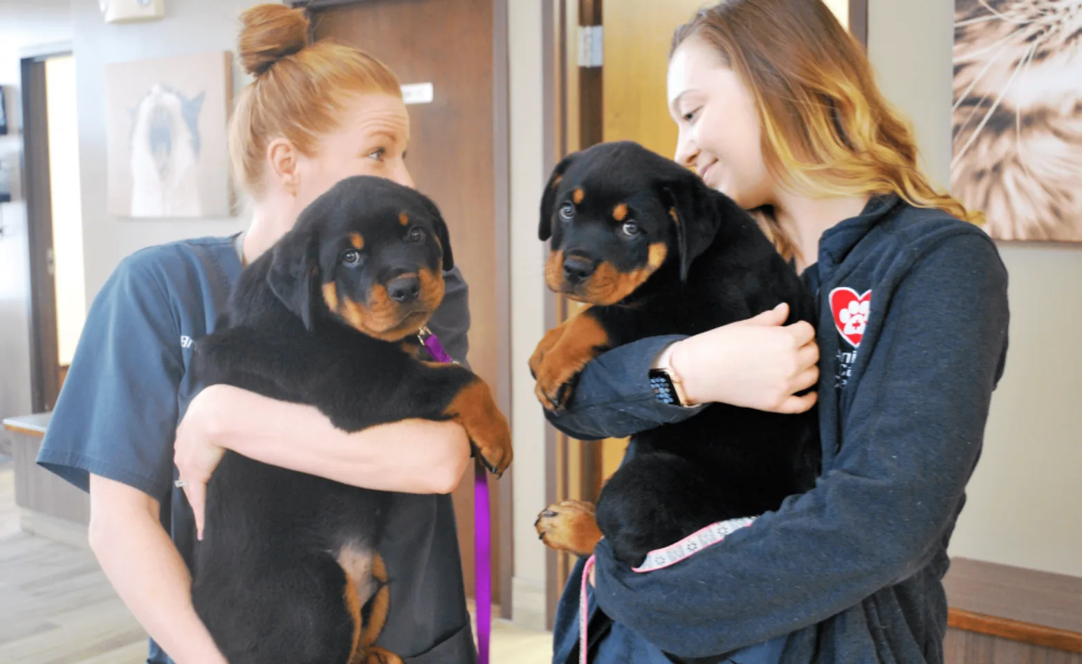 2 Veterinary Staff members holding two puppies at Animal Care Center of Plainfield 2 Veterinary Staff members holding two puppies at Animal Care Center of Plainfield