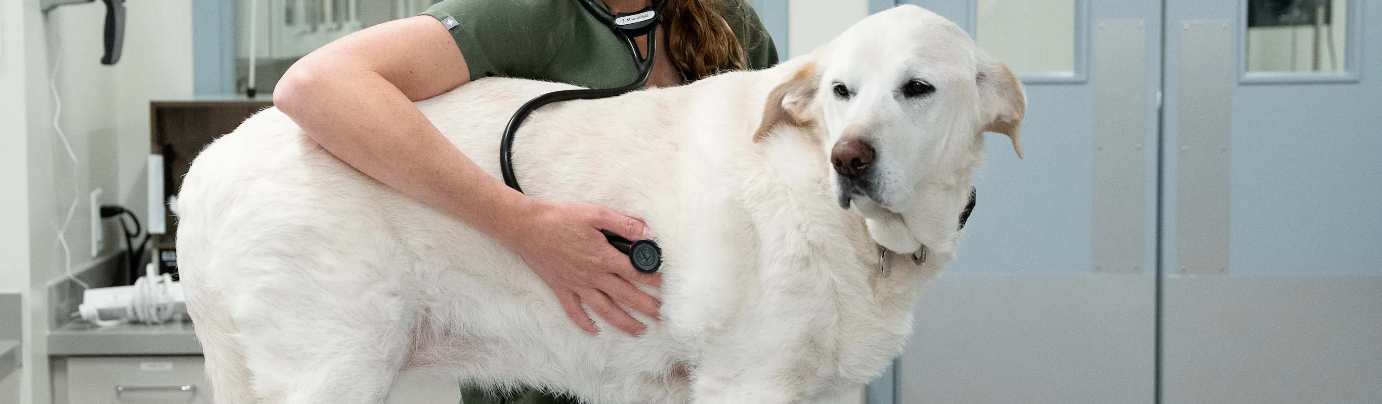 Black and white photo of an Eagleview Veterinary Hospital staff member examining a dog. Black and white photo of an Eagleview Veterinary Hospital staff member examining a dog.
