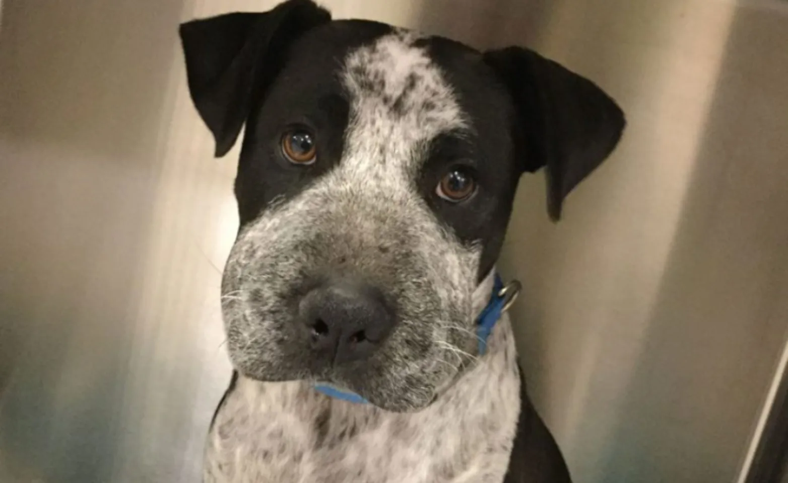 Photo of a black and white dog with its face swollen from a snake bite Photo of a black and white dog with its face swollen from a snake bite