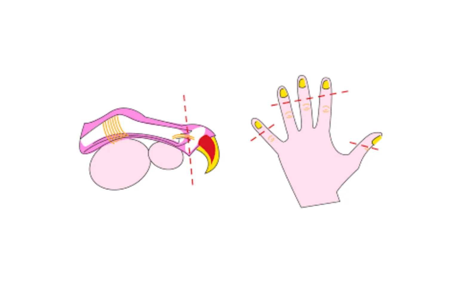Cat and Human Finger Declaw Comparison Visual Cat and Human Finger Declaw Comparison Visual