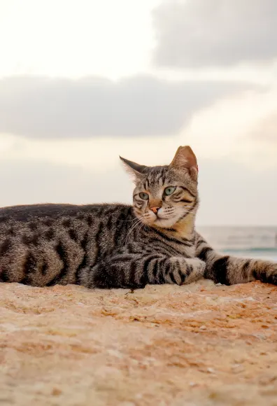 cat laying on a rock ocean in the background cat laying on a rock ocean in the background