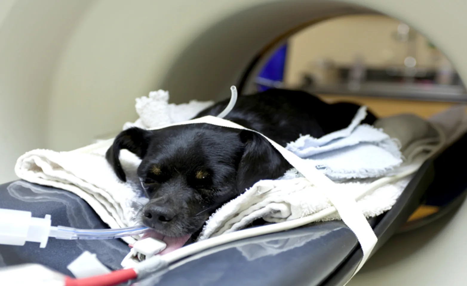 CT Scan on a Dog CT Scan on a Dog