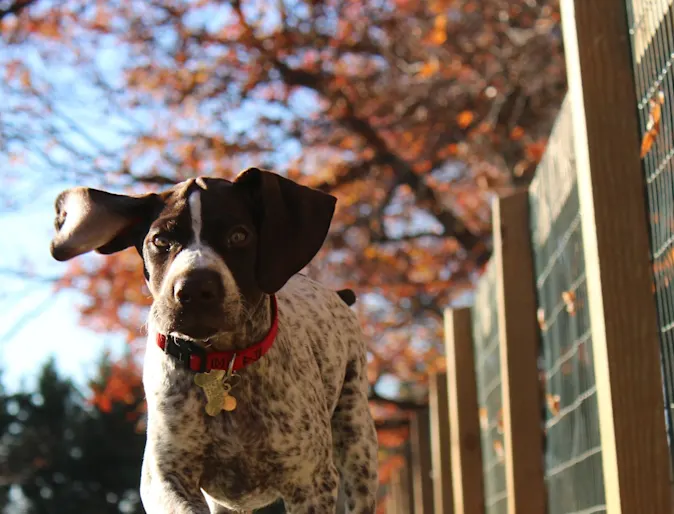 Dog running in fall next to a fence 