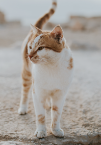 Cat on docks walking