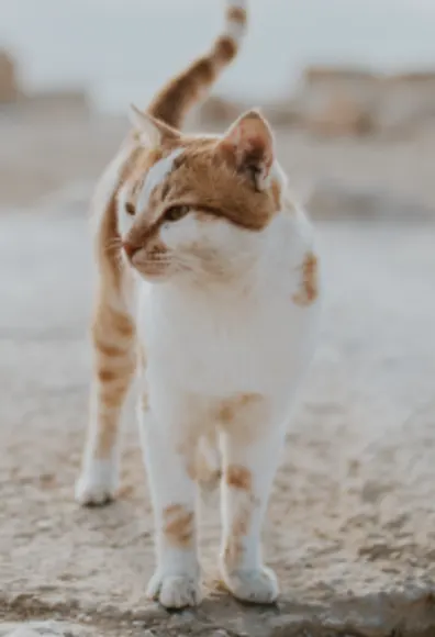 Cat on docks walking Cat on docks walking