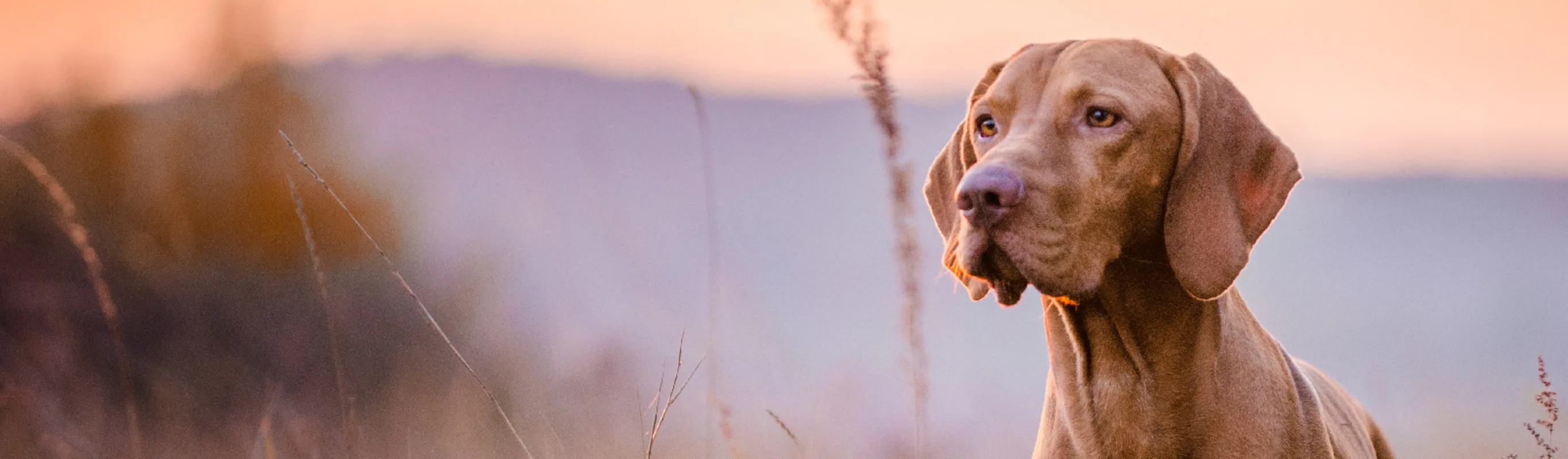 A Vizsla dog standing in tall grass at sunset A Vizsla dog standing in tall grass at sunset