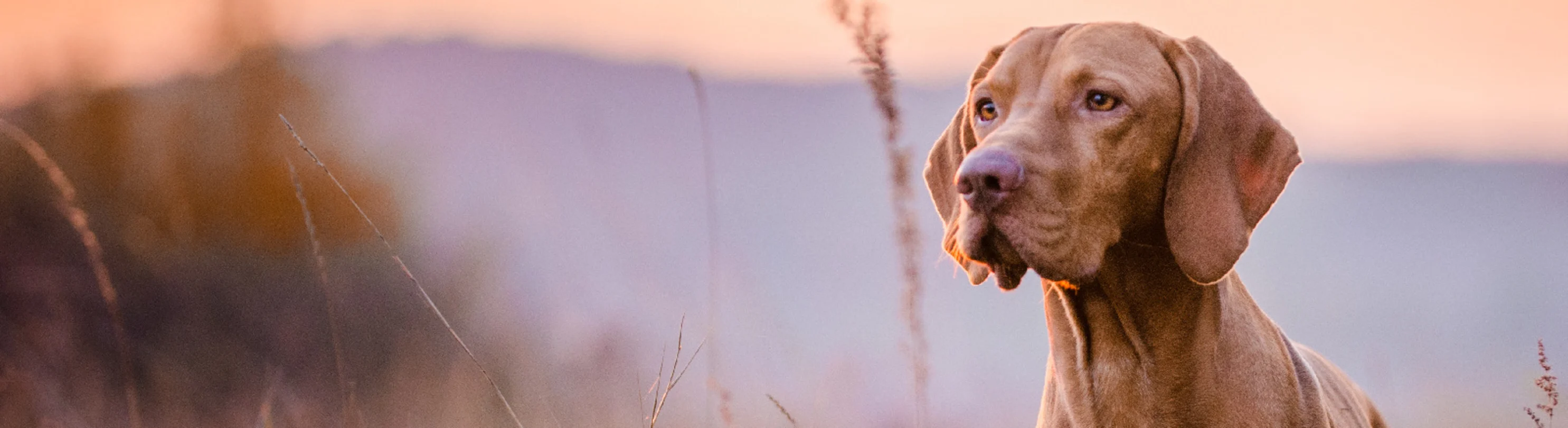 A Vizsla dog standing in tall grass at sunset A Vizsla dog standing in tall grass at sunset