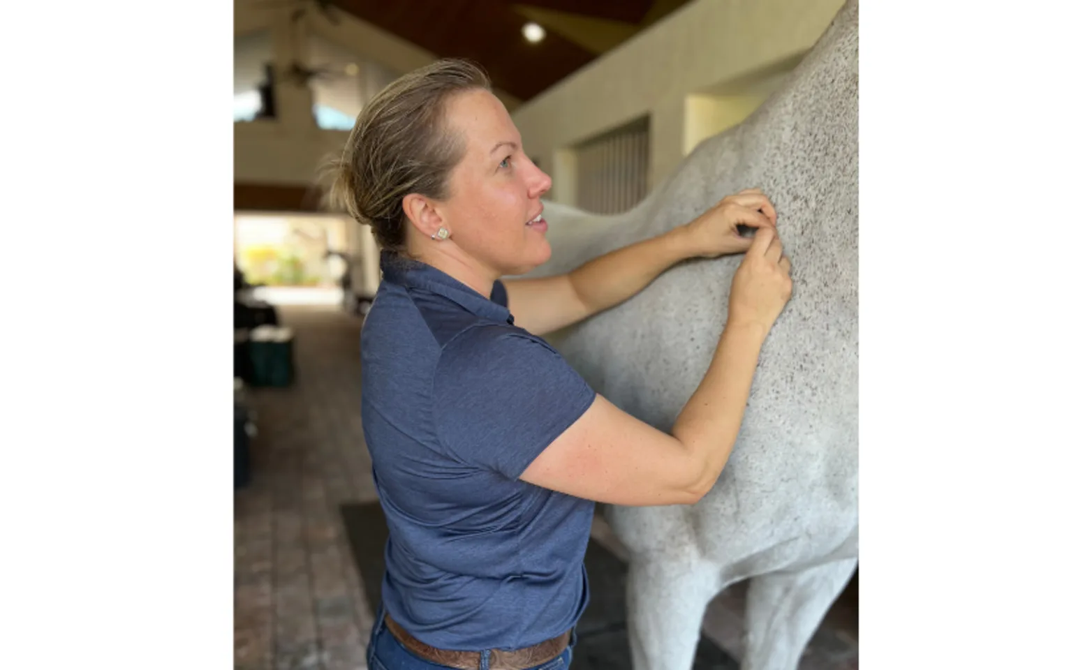 Acupuncture on white horse