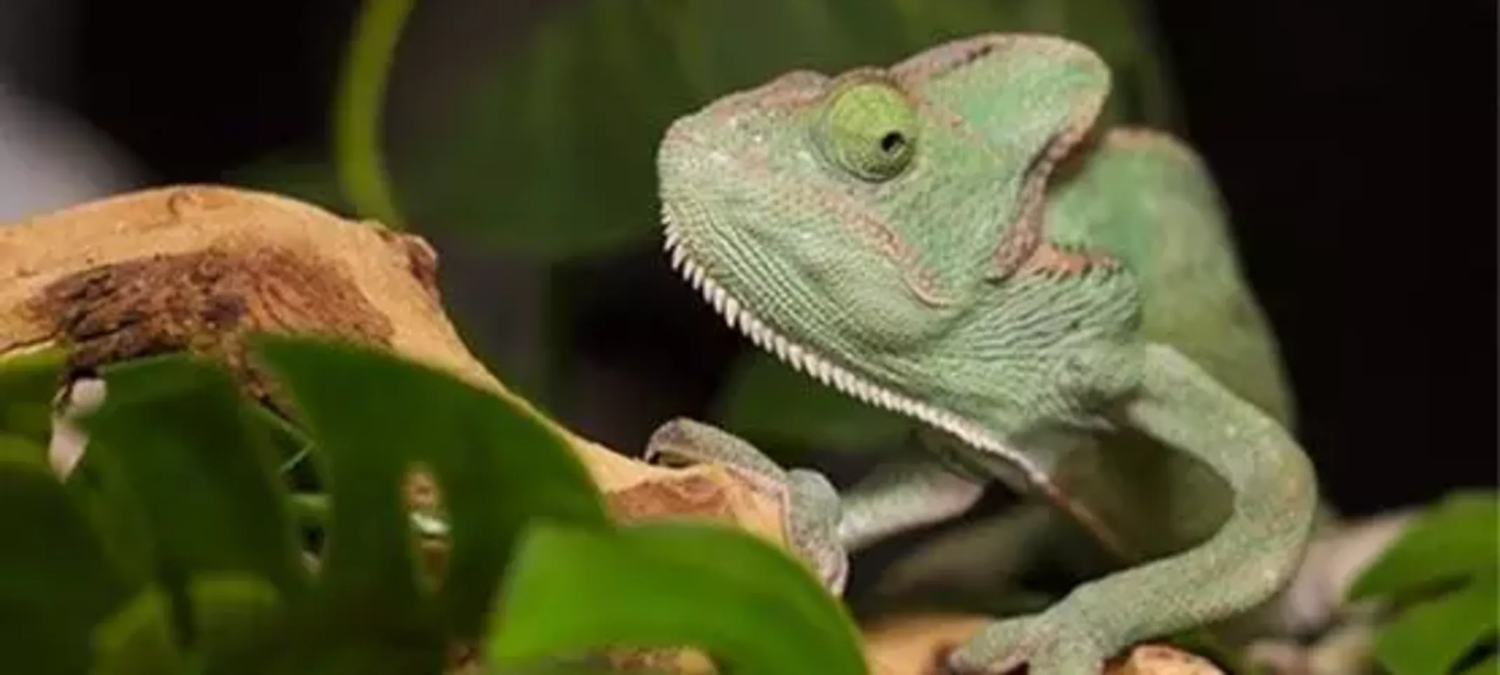 Perry, Veiled Chameleon Perry, Veiled Chameleon