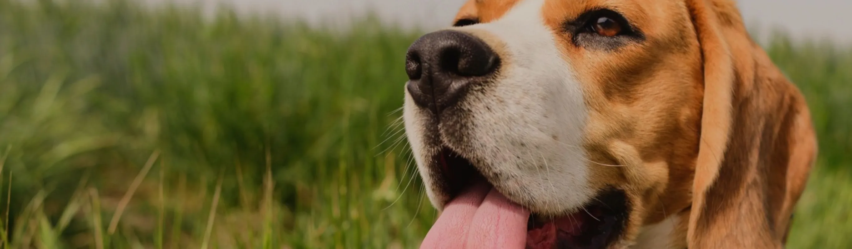 Brown and white dog with tongue out in front of some grass.