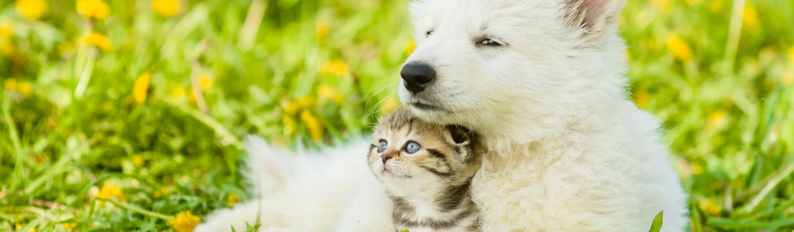 White Dog snuggle cat