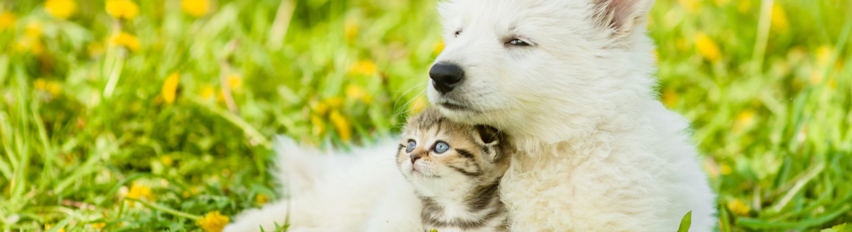 White Dog snuggle cat White Dog snuggle cat