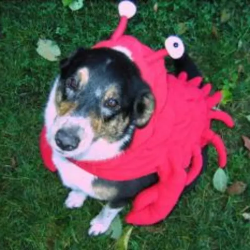 dog wearing lobster costume
