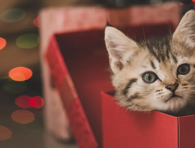 A brown kitten playing inside a red gift box A brown kitten playing inside a red gift box