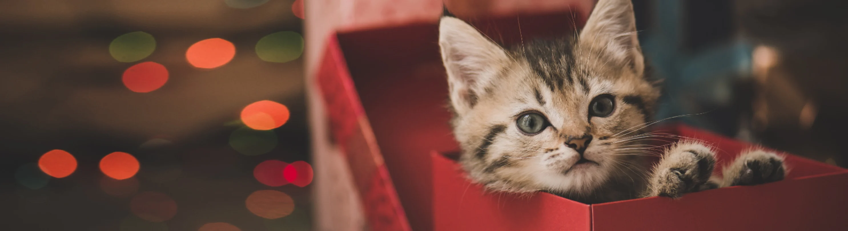 A brown kitten playing inside a red gift box A brown kitten playing inside a red gift box