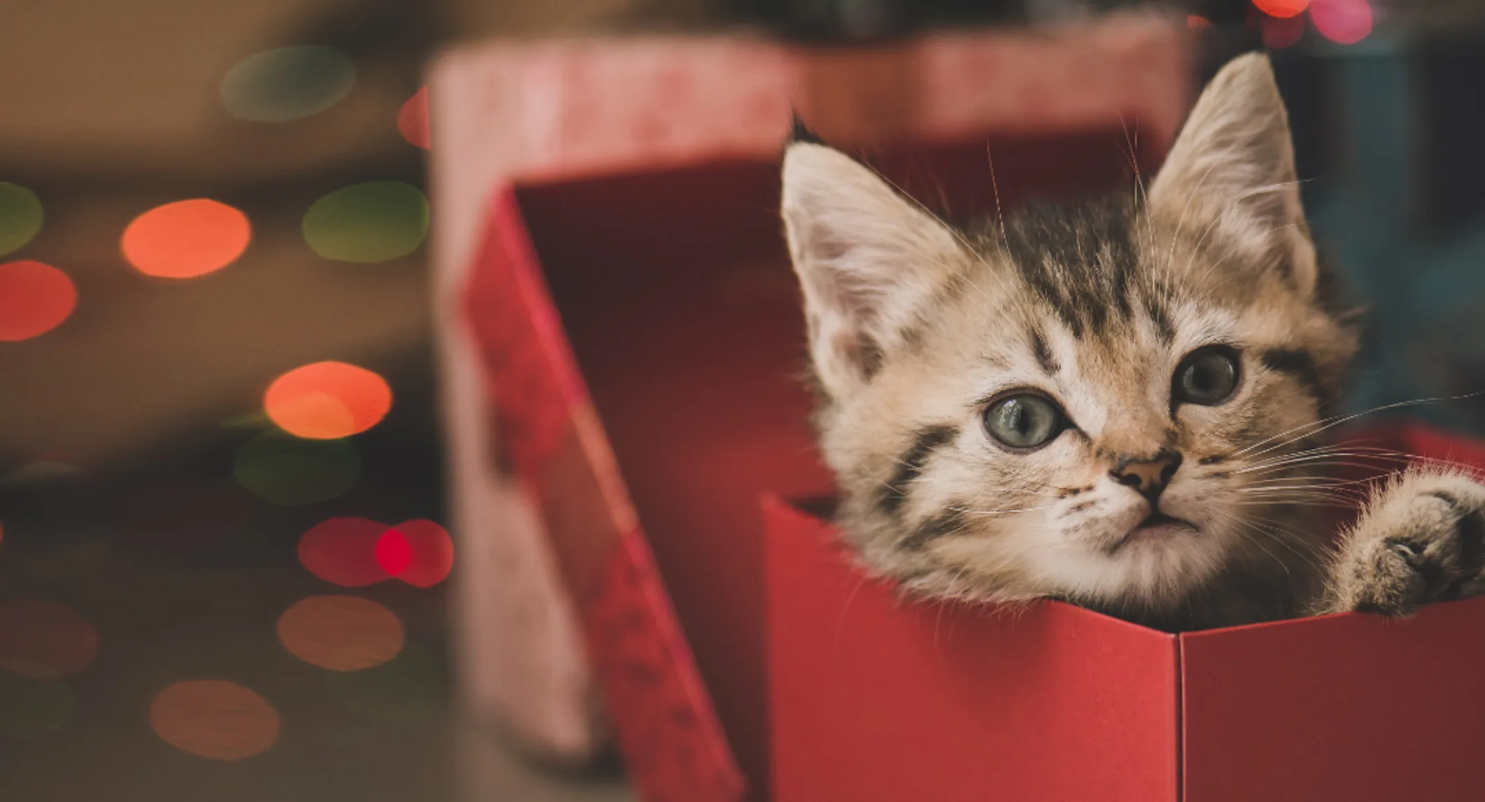 A brown kitten playing inside a red gift box A brown kitten playing inside a red gift box