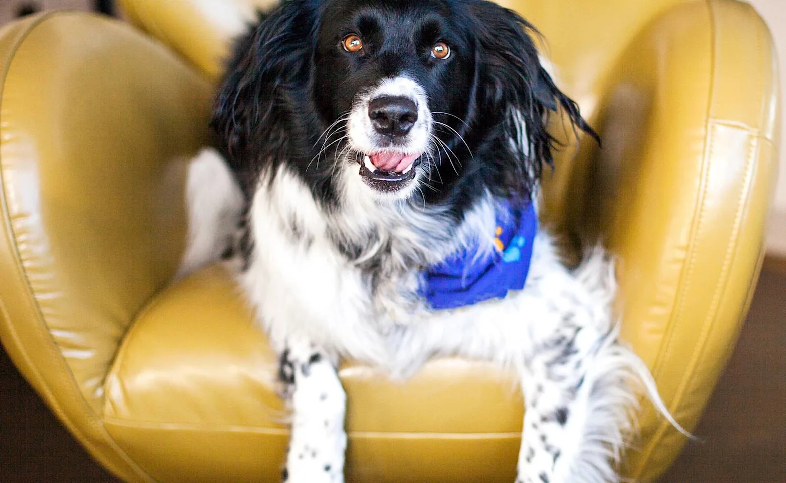 Dog sitting on a yellow chair Dog sitting on a yellow chair