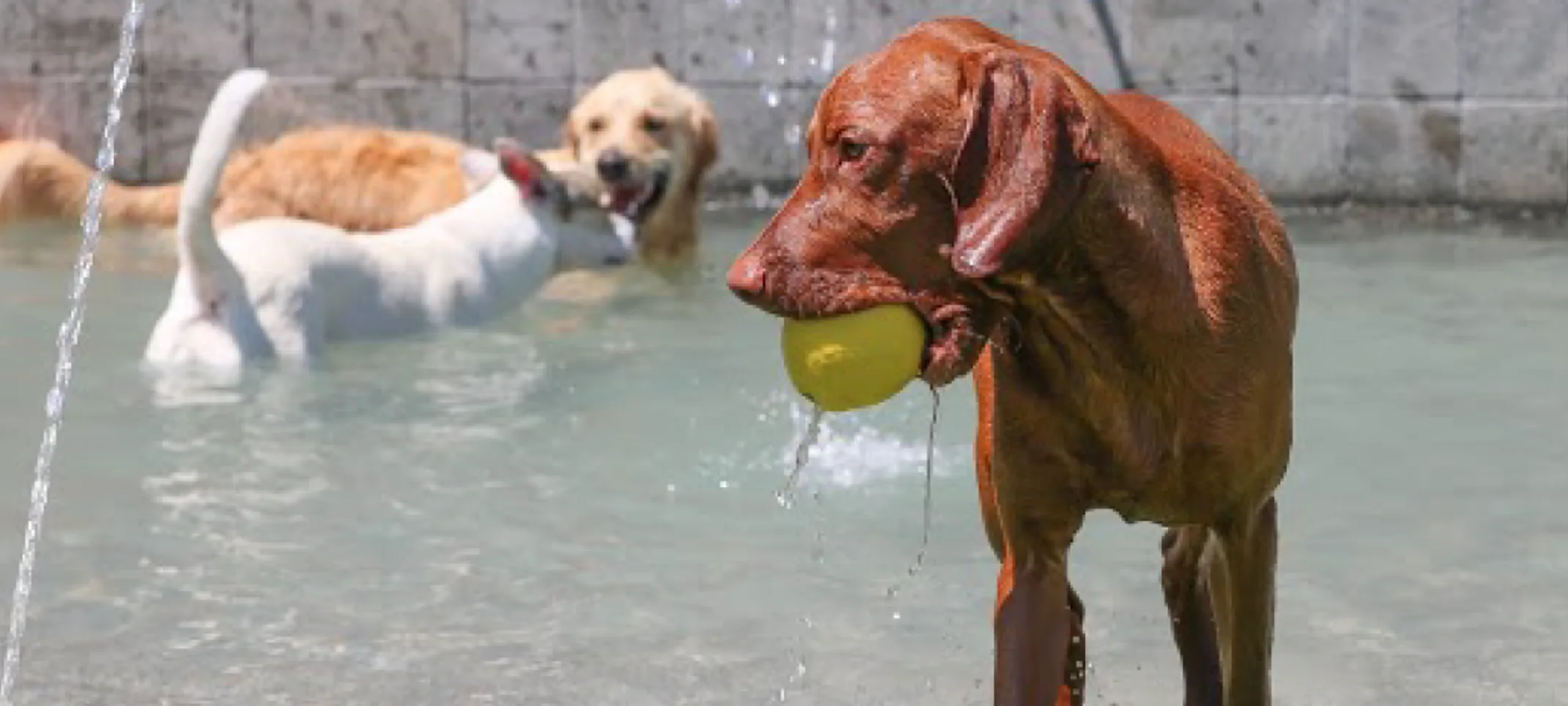 Dog with ball in pool at Folsom Dog Resort Dog with ball in pool at Folsom Dog Resort