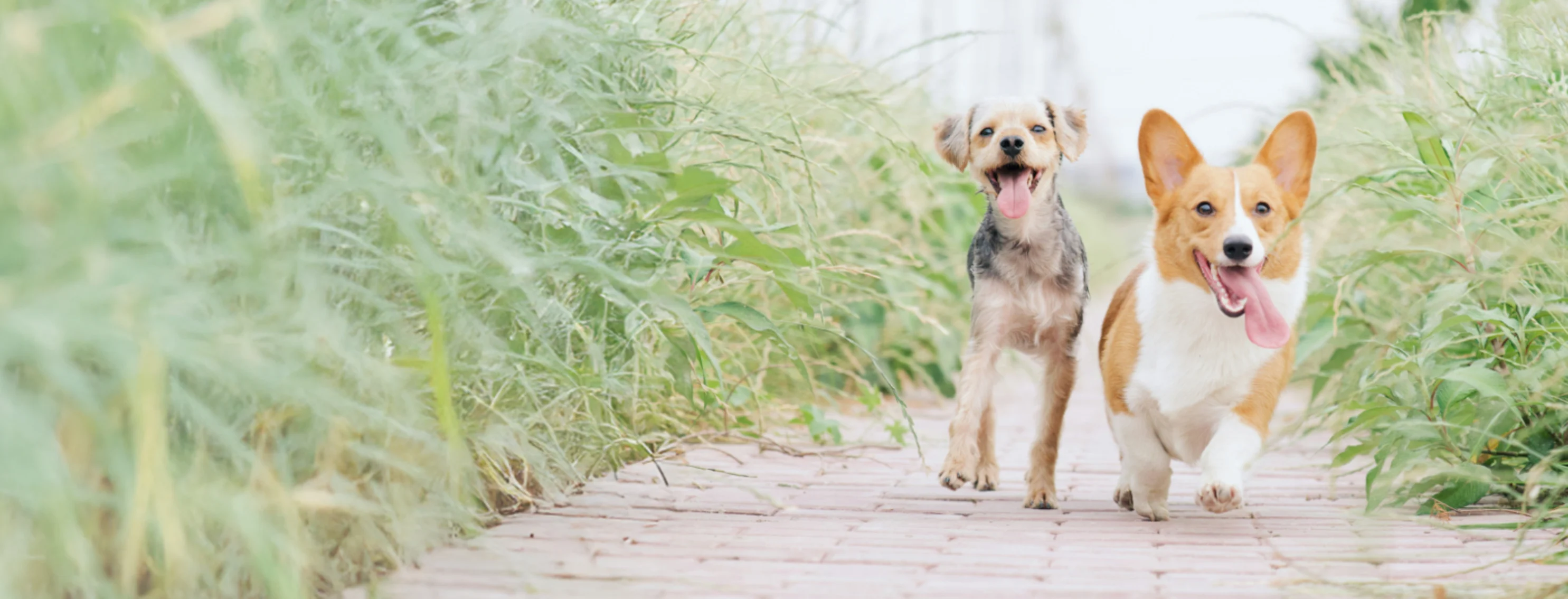 Two Dogs Walking with their Tongues Out Two Dogs Walking with their Tongues Out