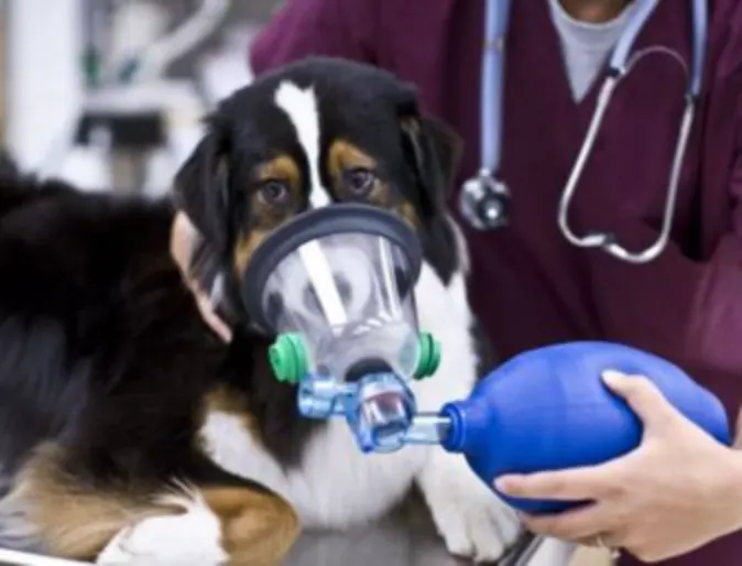 Dog with an oxygen mask