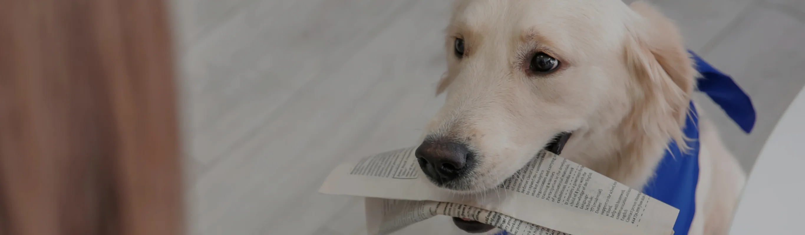 White dog with a blue bandana on  holding a newspaper in its mouth 