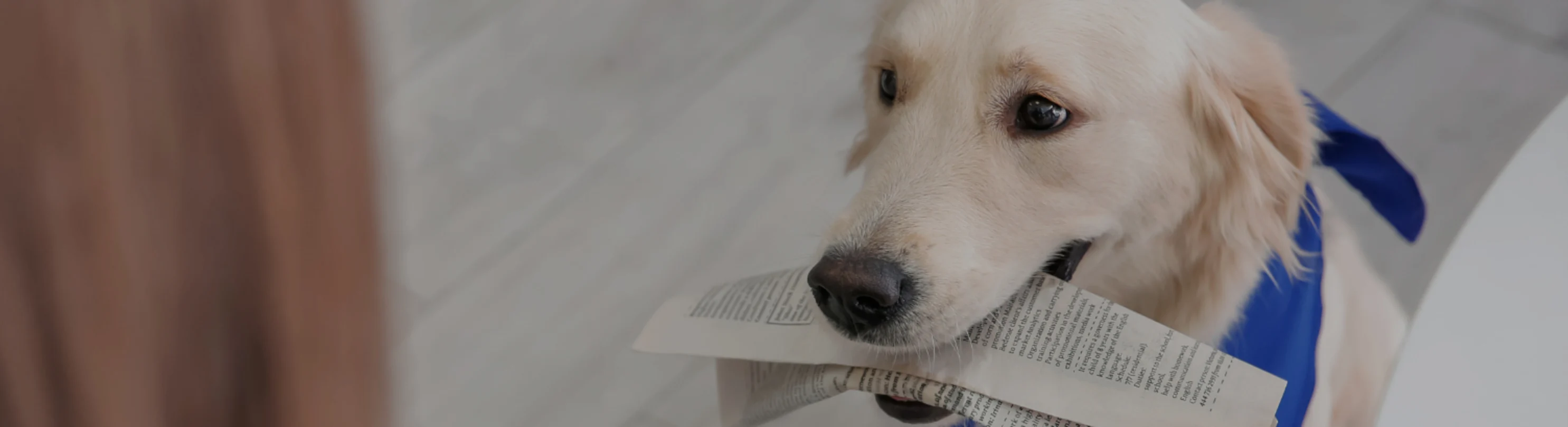 White dog with a blue bandana on  holding a newspaper in its mouth 