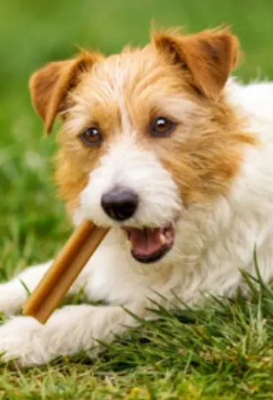 Dog Chewing on a Treat