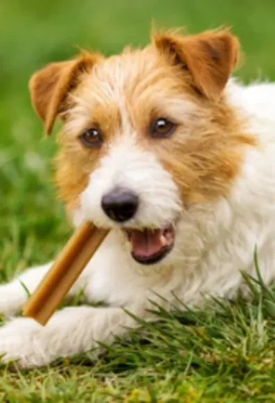 Dog Chewing on a Treat Dog Chewing on a Treat