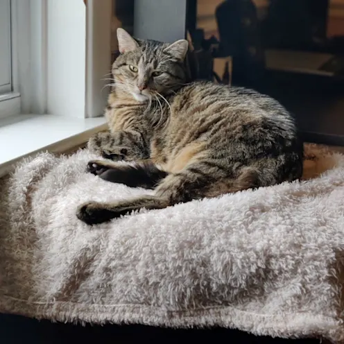 Jules Sadler Jules Sadler