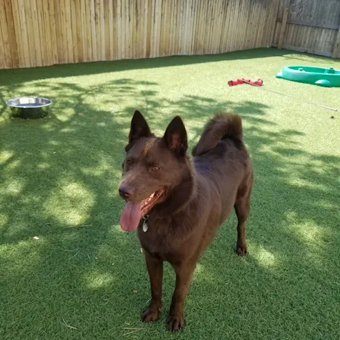 Dark Brown Dog Standing on Grass Dark Brown Dog Standing on Grass