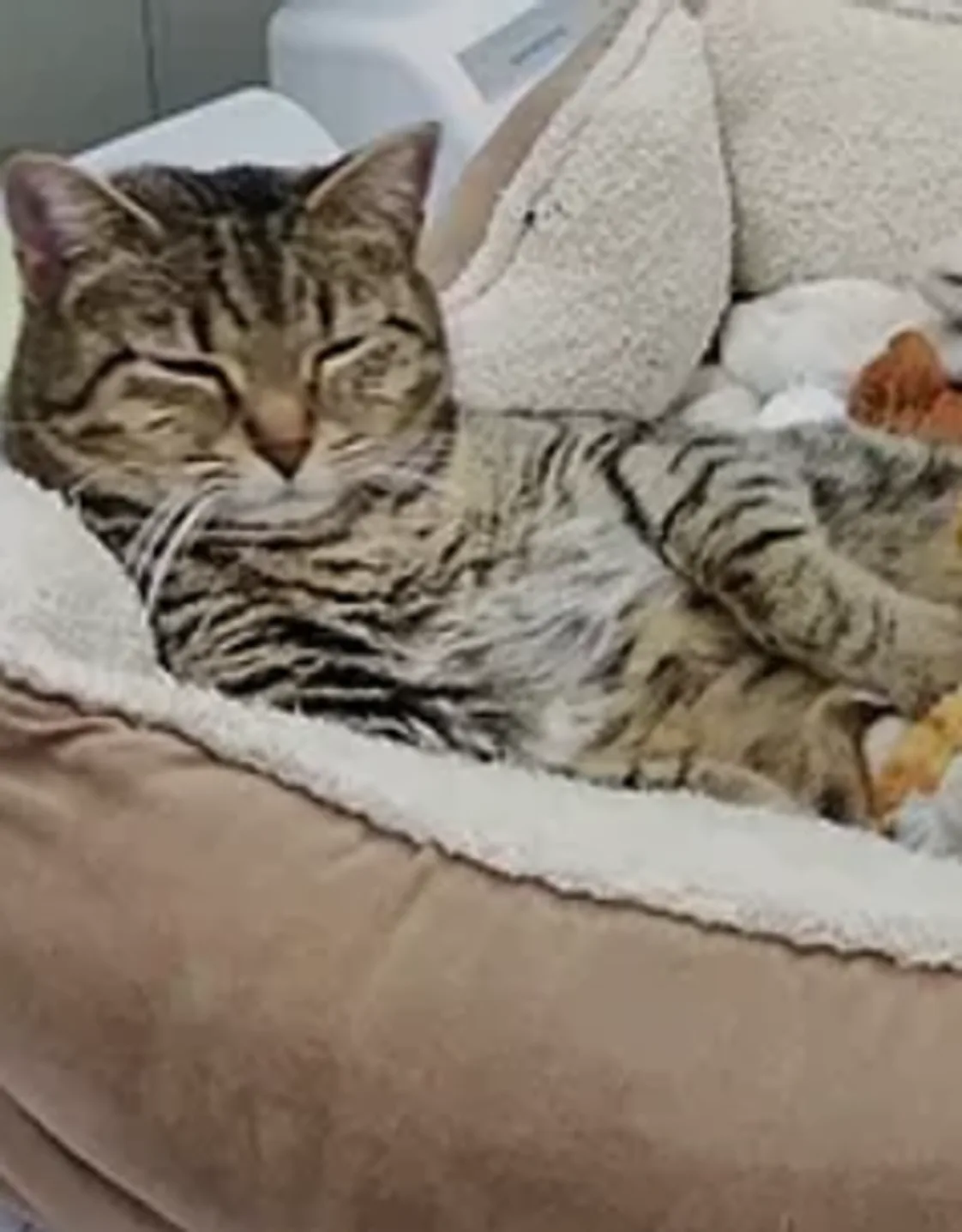 Image of a cat taking a nap Image of a cat taking a nap