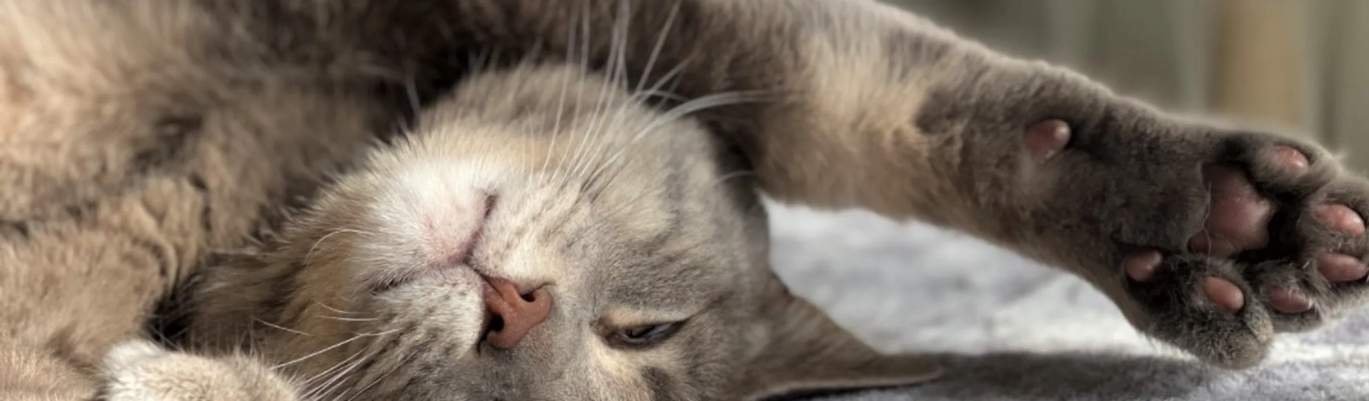 A cat lying down on a bed