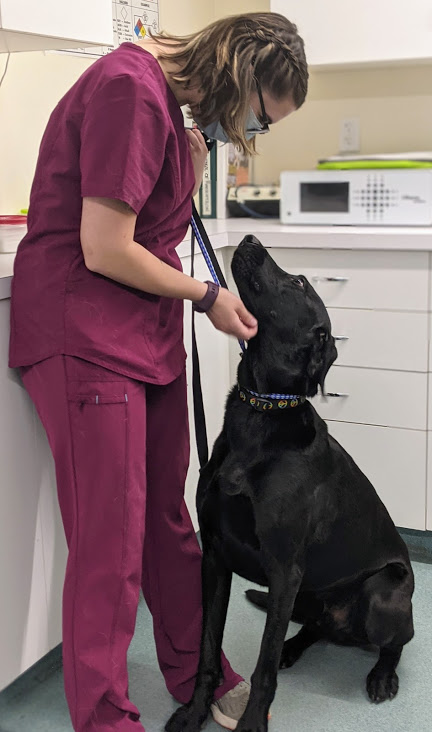 Veterinary staff with large black dog