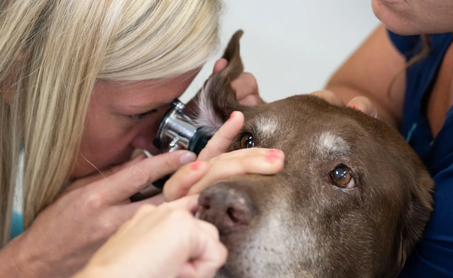 Atlantic Animal Hospital staff performing an ear exam on dog Atlantic Animal Hospital staff performing an ear exam on dog