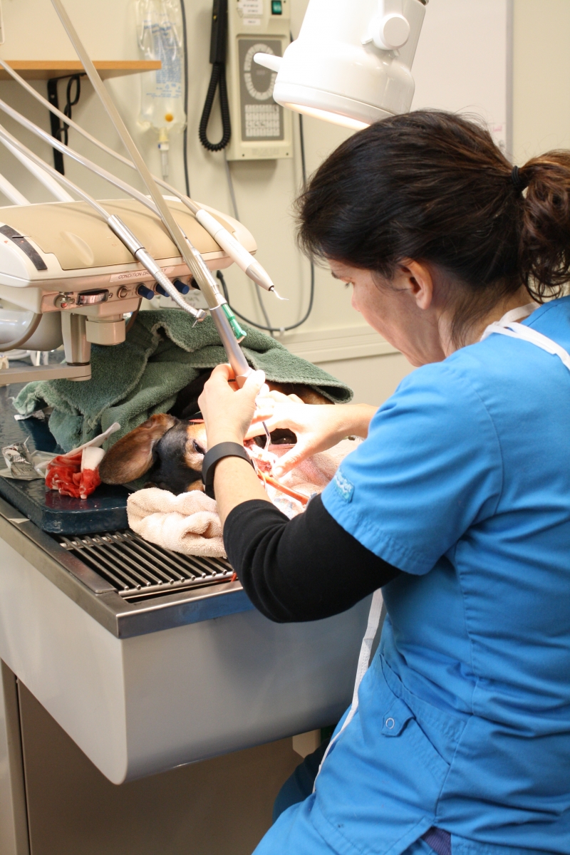 Veterinarian doing surgery at Northampton Veterinary Clinic 