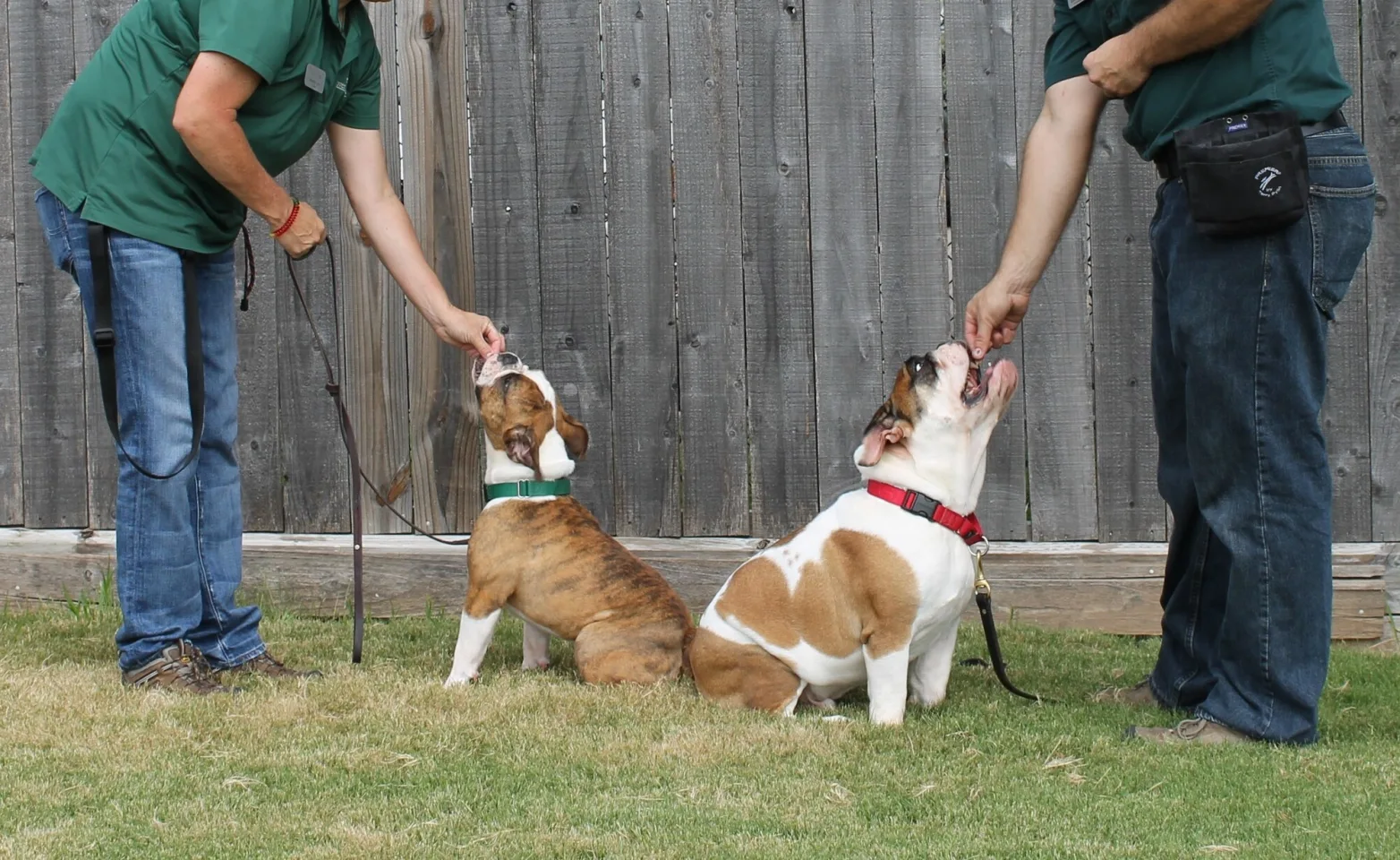 Two puppies sitting and looking up at trainer.